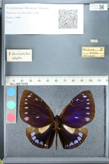 Media type: image;   Entomology 158388